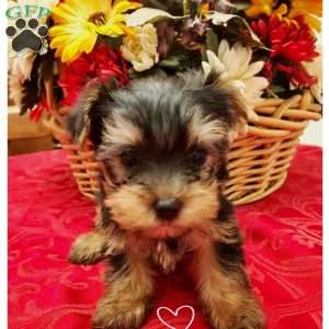 Cody, Yorkie Puppy